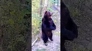 Я такой высокий медвежонок!🐻 /Bear Mansur