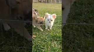Chihuahua filhotes disponíveis, machos e fêmeas de pelo longo. whatsapp 54 997046375