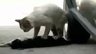 VIDEO ME PREKSE NE BOT (8GAG-SHQIP)