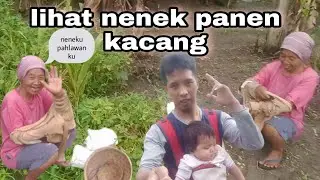 nenek seorang petani lagi panen kacang