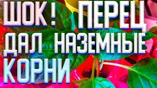 ПЕРЕЦ ДАЛ НАЗЕМНЫЕ КОРНИ !!!ЭКСПЕРИМЕНТ !!!ПИКИРУЕМ ПЕРЕЦ ПОД СЕМЯДОЛЬНЫЕ ЛИСТЫ!!!