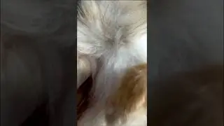 #tiktok #собака #reaction #pomeranian #smile #шпиц
