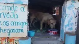 Cabeludo e Deputado