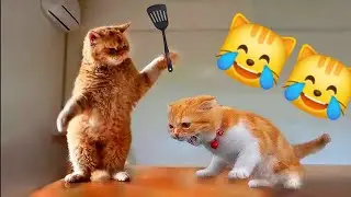 مقاطع مضحكة للقطط