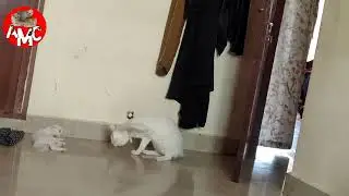 Cute Kitten Playing With Brother Cat | #funnycats | #shorts | #funnykittens | best funny cats