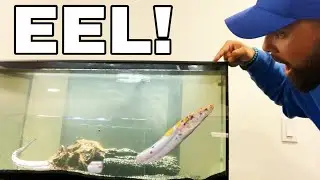 ALBINO SWAMP EEL CAUGHT in FISH TRAP For HOME AQUARIUM! *NEVER BEFORE SEEN*