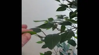 Искусственный фикус бенджамина 180 см.