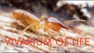 Keeping KAMIKAZE termites!!  | Vivarium update(how to keep termites)