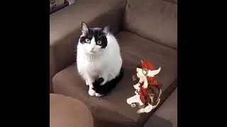 klee dance meme with cat