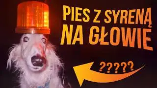 TikToki - im dłużej powstają, tym są coraz gorsze 💀💀💀