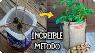 ¿se pueden GERMINAR patatas sin USAR PATATAS? Experimento En Casa || La Huertina De Toni