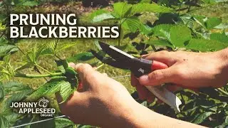 Pruning Blackberries | Tips and Techniques for a Better Harvest