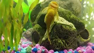 Sucker Fish Sucking