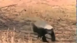 Медоед