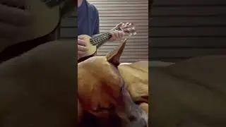 Looking Through The Eyes of Love (ver. with my dog) #ukulelecoversong #ukulelecover #ukulelesing