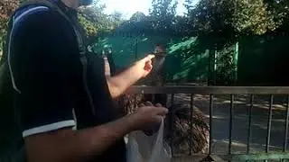 Страус поглощает печенье в тайгане