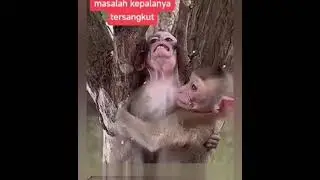 Kumpulan aksi hewan yang lucu