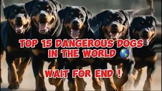 Top 15 dangerous dogs in The World 🌎#dogs #viralvideo #shortsfeed #2024 #animal