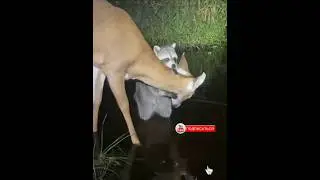 ЕНОТ МОЕТ КАСУЛЮ 🦝❤️