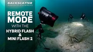 Remote Underwater Photography Lighting with the Backscatter Hybrid Flash & Mini Flash 2