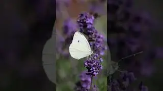Before/After photo editing part- 21||  #shorts #trending #viral #msgrapher