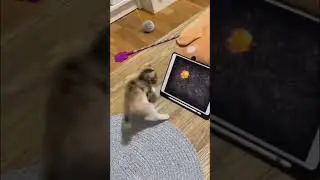 Kitten plays games on iPad 🤣