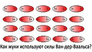 How do beetles use van der Waals forces?