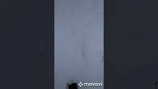 Влог из леса.