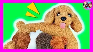 🐶 PERRITA EMBARAZADA 🤰 TIENE 4 CACHORROS  🎀 🌈