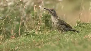 Peek-a-boo with a young Green Woodpecker 🌱