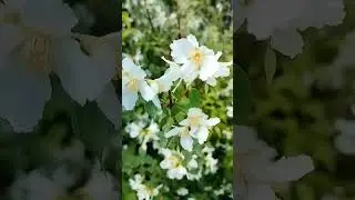 жасмин Земляничный