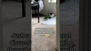 This parrot is 100% plotting with this cat #animals #pets #funnyshorts #funnyanimals #funny #cute