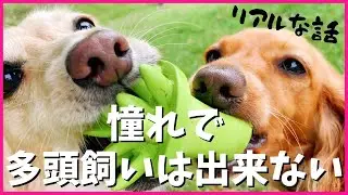 本音で語るダックスの多頭飼いって、どうなの？