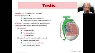 05 Male Reproductive organs