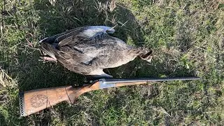 Охота на гуся в Дагестане. Удалось добыть желанный трофей. 