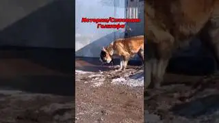 Спасение собаки #shorts