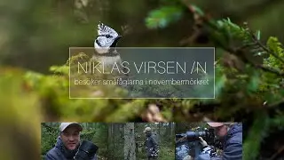Besöker småfåglarna i novembermörkret - Tips & råd kring fågelfotografering.