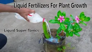 How to make home made compost || How to make made compost with coca-cola