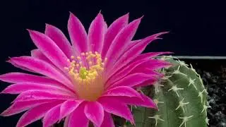 NOTOCACTUS    //   НОТОКАКТУС   //   СУККУЛЕНТ   //   