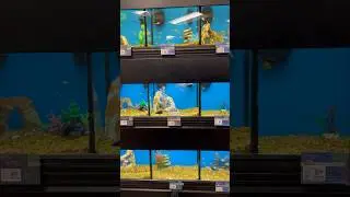 How do I start my FIRST Fish Tank???
