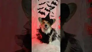 Happy Halloween 🎃