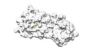 Absolute alchemical binding free energy calculation for the SARS-CoV-2 main viral protease (Mpro)