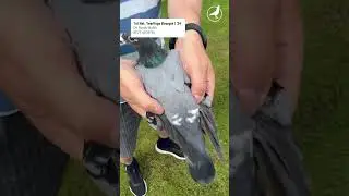 1st Nat. Yearlings Bourges I ‘24 De Ruyck Walter BE23-4018766 #pigeons #racingpigeons