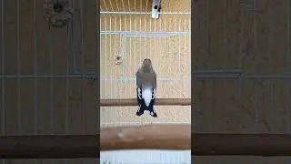 Щегол СЕДОГОЛОВЫХ 