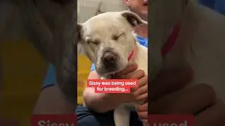 Blind Deaf Shelter Dog Used for Breeding Lost Until This Happens 🥹