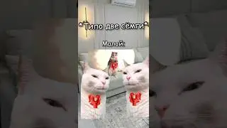 Добейте пж 80к подписчиков к 10 августа! #рекомендации #tiktok #юмор #shorts #котики #хочуврек #жиза