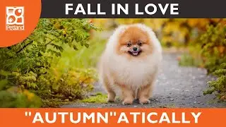 🍂  Fall Into Puppy Love At Petland