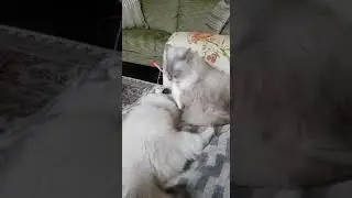 Олаф знакомится с новой подружкой Дайнерис и умывает ее. Он стал гораздо ласковее после появления ее