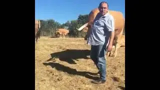 самый большой бык мира