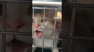 Брошенный кот.